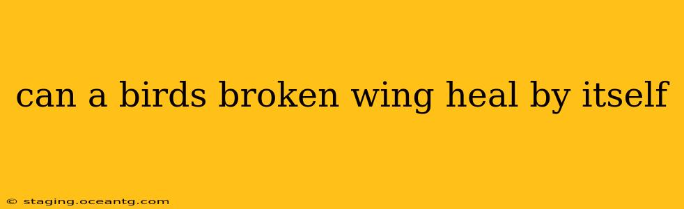 can a birds broken wing heal by itself