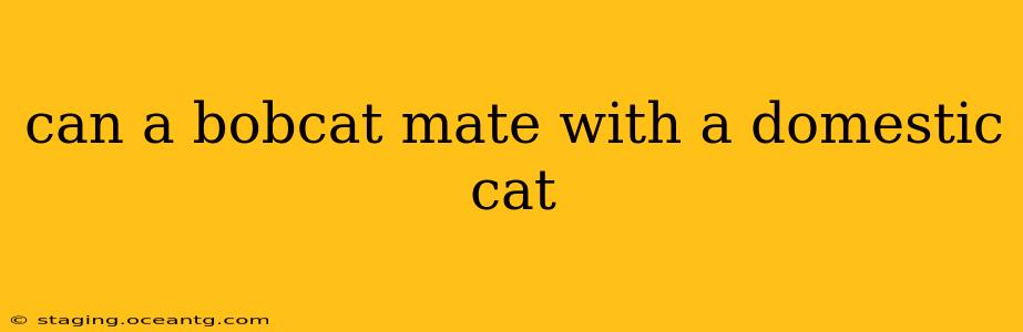 can a bobcat mate with a domestic cat