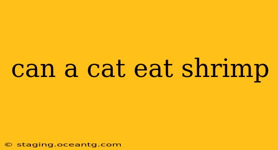 can a cat eat shrimp
