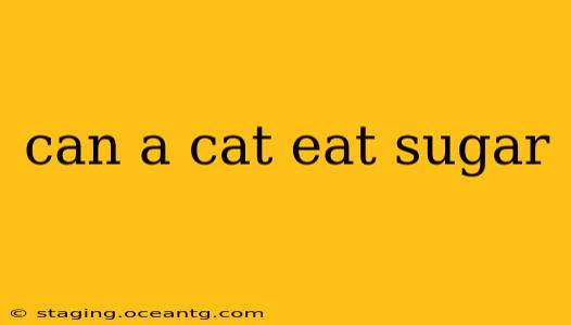 can a cat eat sugar
