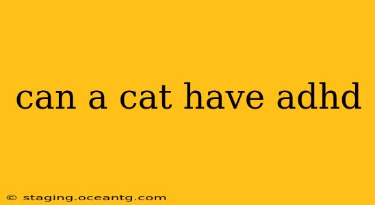 can a cat have adhd