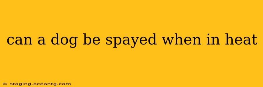 can a dog be spayed when in heat