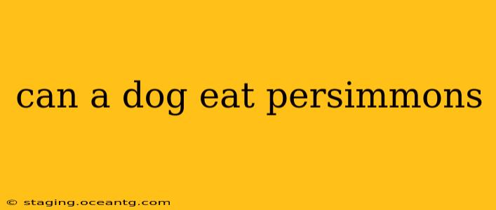 can a dog eat persimmons