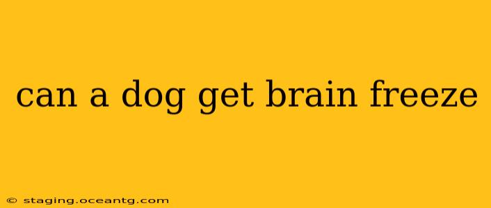 can a dog get brain freeze