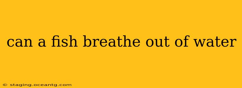 can a fish breathe out of water