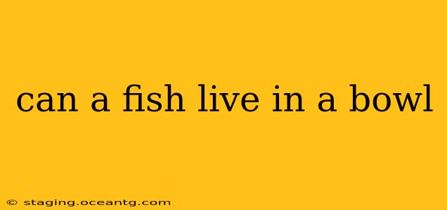 can a fish live in a bowl