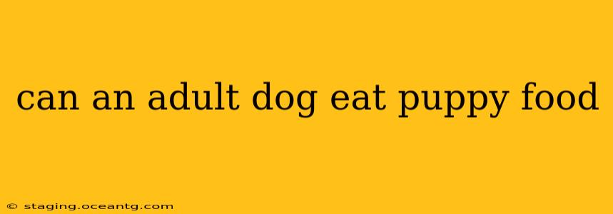 can an adult dog eat puppy food