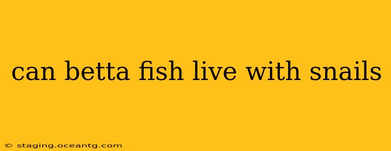 can betta fish live with snails
