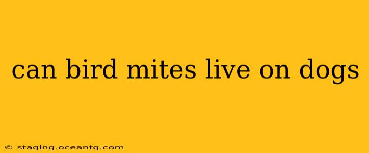 can bird mites live on dogs
