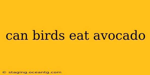can birds eat avocado
