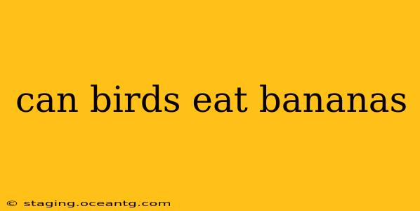 can birds eat bananas