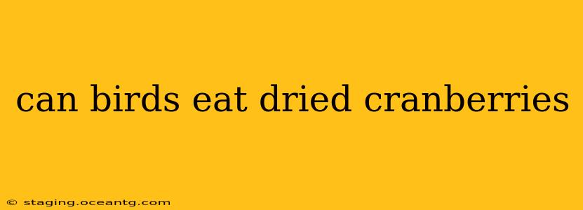 can birds eat dried cranberries