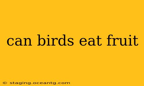 can birds eat fruit
