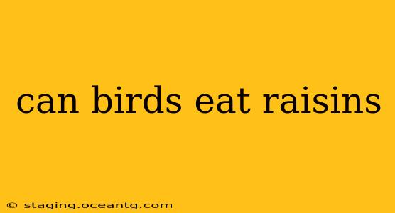 can birds eat raisins