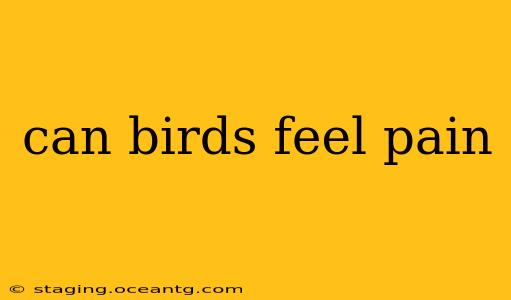 can birds feel pain