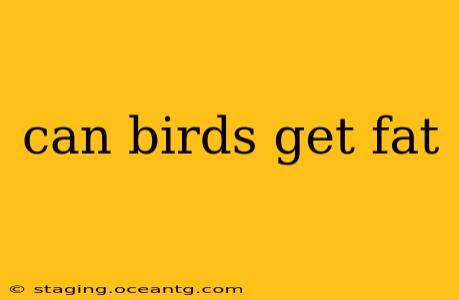 can birds get fat