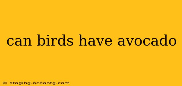 can birds have avocado
