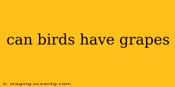 can birds have grapes