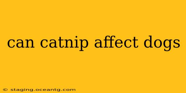 can catnip affect dogs