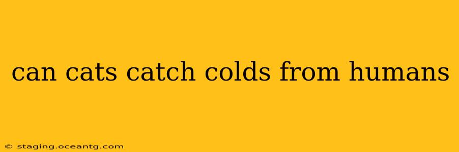 can cats catch colds from humans