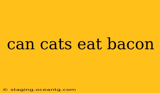 can cats eat bacon