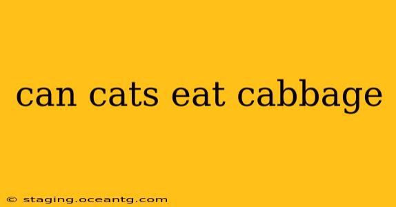 can cats eat cabbage