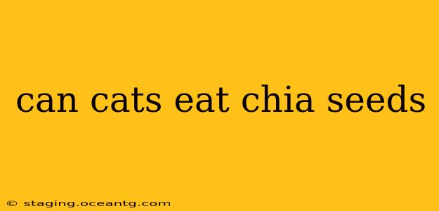 can cats eat chia seeds