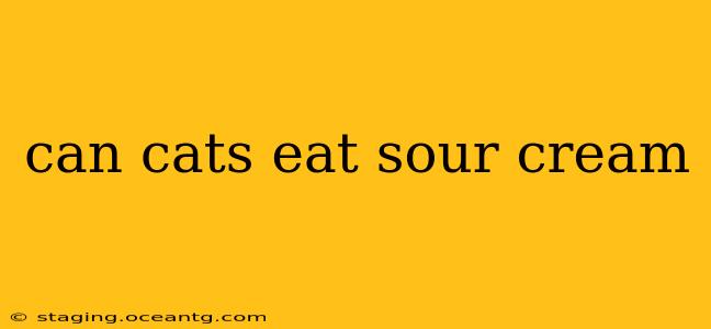 can cats eat sour cream