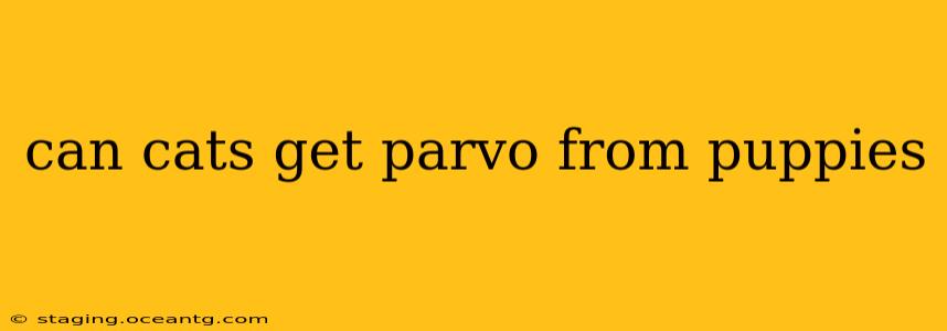 can cats get parvo from puppies