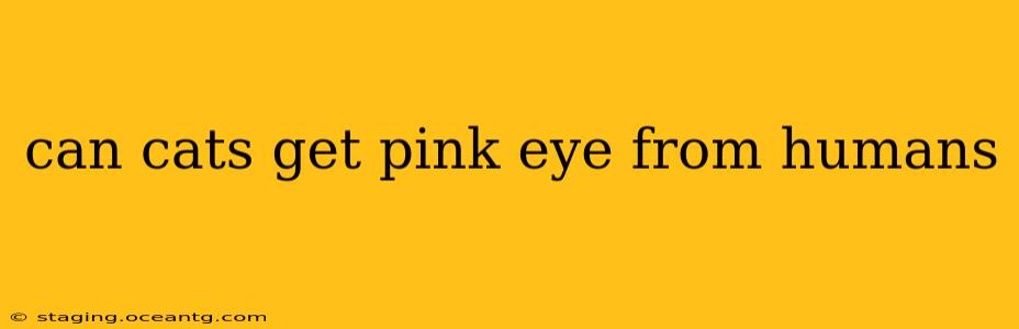 can cats get pink eye from humans