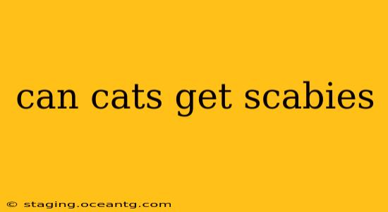can cats get scabies