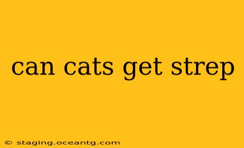 can cats get strep