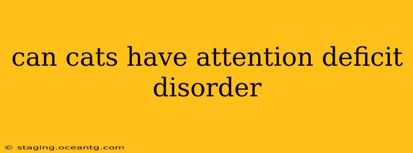 can cats have attention deficit disorder