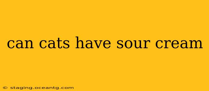 can cats have sour cream