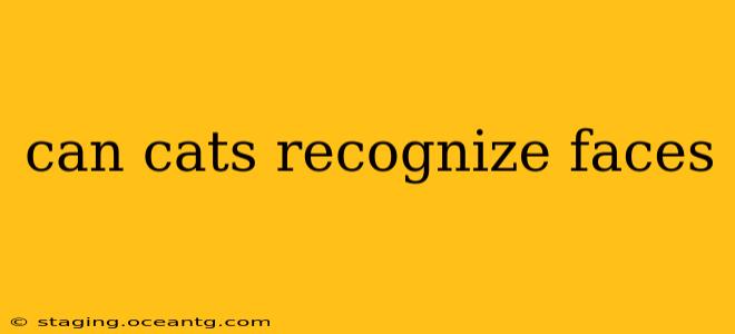 can cats recognize faces