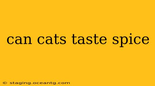 can cats taste spice