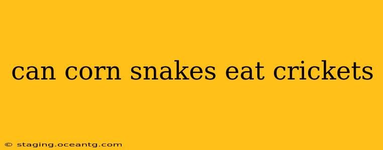 can corn snakes eat crickets
