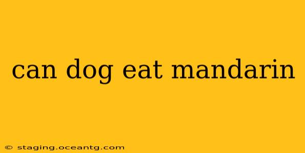 can dog eat mandarin