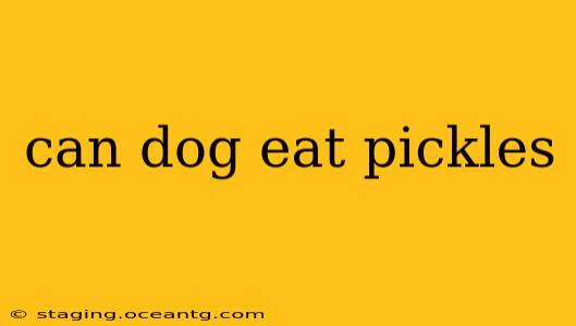 can dog eat pickles