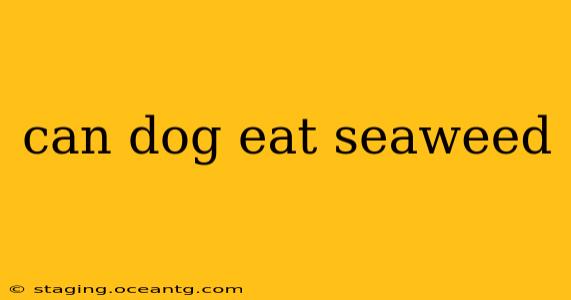 can dog eat seaweed
