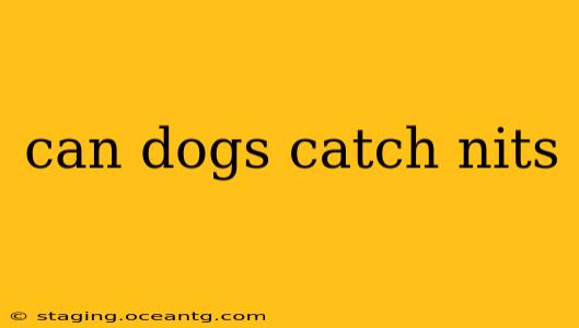 can dogs catch nits