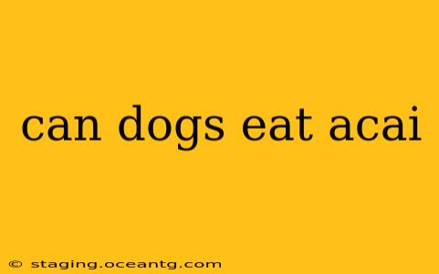 can dogs eat acai