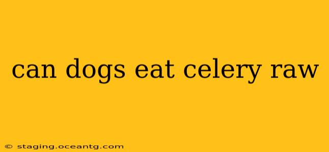 can dogs eat celery raw