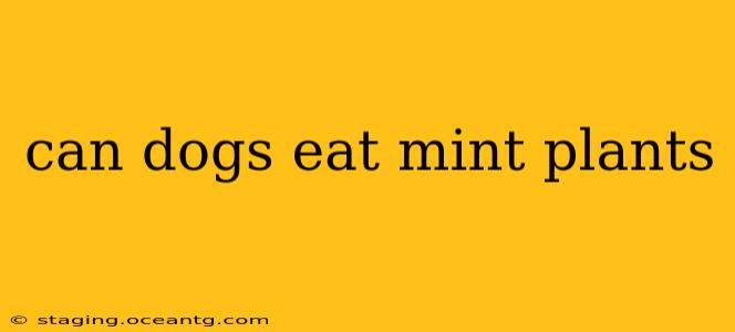can dogs eat mint plants
