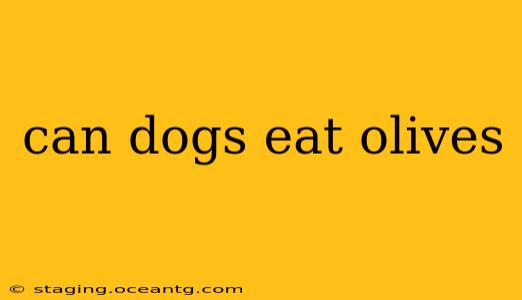 can dogs eat olives