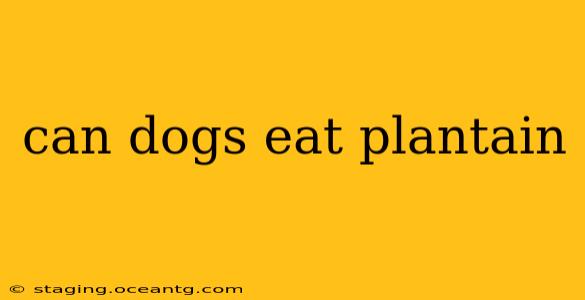 can dogs eat plantain