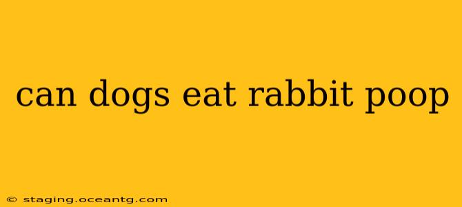 can dogs eat rabbit poop