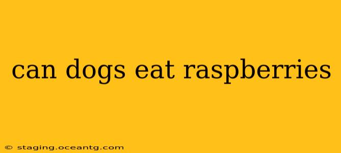 can dogs eat raspberries