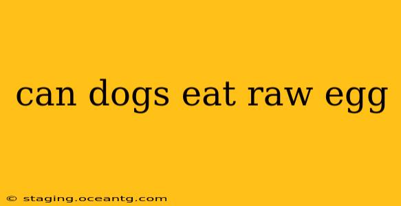 can dogs eat raw egg