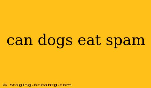 can dogs eat spam
